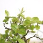 Bonsai 'Sageretia' kruin